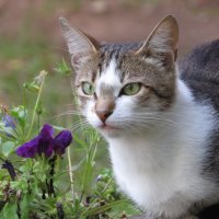 кошка и цветок :: валя 