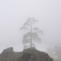 Туман - туманище :: Владимир Смирнов