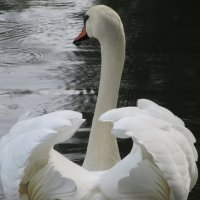 А белый лебедь на пруду... :: Екатерина Мовчан