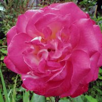 Первый цветок розового куста :: Дмитрий Михайлович Сарасек