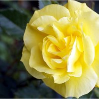 Роза жёлтая... :: Наталья Агеева