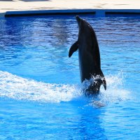 Дрессированый дельфин :: Артем Бардюжа