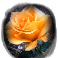 Чайная роза :: Самохвалова Зинаида 