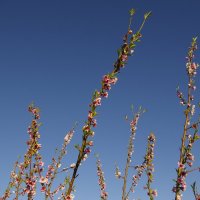 Персики цветут... :: Светлана marokkanka