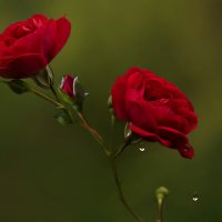 Розы :: Елена Ахромеева