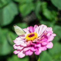 Бабочка на цветке :: Евгения Сихова