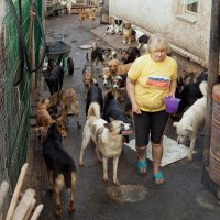 Будни приюта бездомных собак :: Анатолий Тимофеев