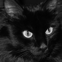 мой черный кот :: Ольга Кельник