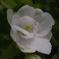 снежный цветок :: kate grayeyed