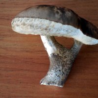 То ли гриб, то ли грибы!!! :: Наталья Пендюк Пендюк