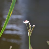 речной цветок :: Agnivarshi Малтыз