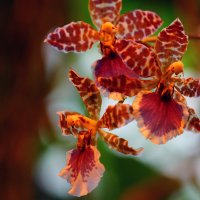 Орхидеи :: Igor Khmelev