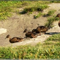 а сейчас уроки плавания! :: linnud 