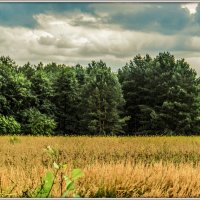 Forest :: Владимир ...