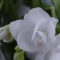 белоснежный цветок :: kate grayeyed