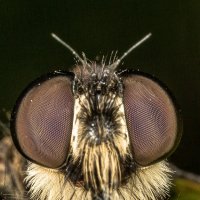 Bee killer  убийца пчёл :: Владимир Лопарев 