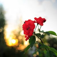 Цветок на закате солнца! :: Ольга Д