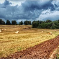 Пшеничное поле :: Андрей Куприянов