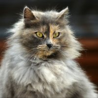 Монастырский кот :: Igor Khmelev