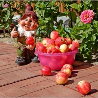 Сибирские яблоки :: Сергей Швечков