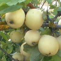 осенние яблоки :: игорь семенов 