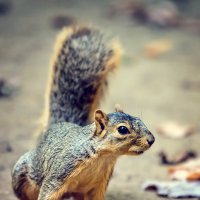 curious squirrel :: Alexandr Ghereg
