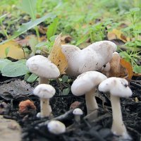 Неизвестной породы грибы :: Сергей Мягченков