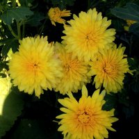 Жёлтая хризантема. :: Ольга Бузунова