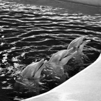 Три дельфина :: Рагнед Малаховский
