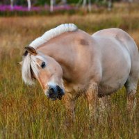 ФИОРДСКАЯ ПОРОДА ЛОШАДЕЙ (Norwegian Fjord Horse) :: Ростислав Бычков