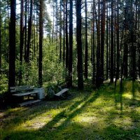 Скамейка в лесу :: Петр Мерзляков