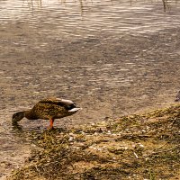 Водопой? :: juriy luskin