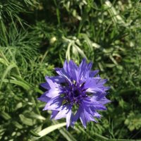 Flower :: Julia Cattail