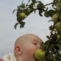 Российская "плодожорка" в садах Беларуси... :: Виктор Семенов
