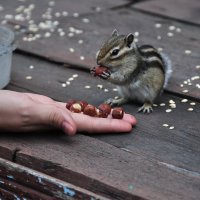 Бурундук :: Sabretta Rendt