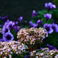 цветы :: Андрей Кузнецов