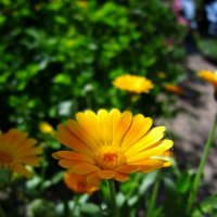 Цветы календулы :: Анастасия 