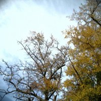 Осень :: Koshka-romashka 