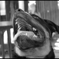 Хорошая собака заслуживает хорошую кость. :: Allekos Rostov-on-Don