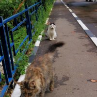 Кошки, гуляющие сами по себе :: Екатерина Василькова