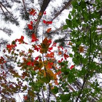 Осенний вальс в желто-красных листьях! :: Николай Пушилин
