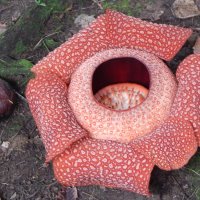 Раффлезия — растение с самым большим на земле цветком :: Елена Павлова (Смолова)