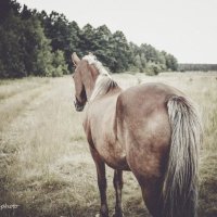 Лошадь :: Таня Вереск