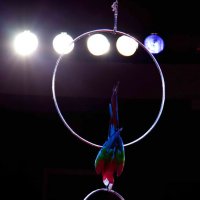 Попугаи в цирке :: Павел Крутенко