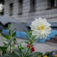 Городские цветы :: Sergey Kuznetcov