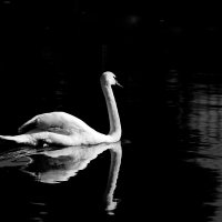 А белый лебедь на пруду..... :: Николай Клементьев