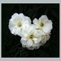 Белые розы :: ludmila 