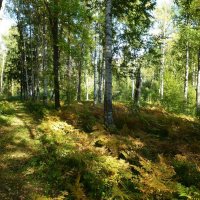 Юдинский лес в сентябре :: Наиля 