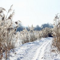 Лыжня в камышах :: Александр Рождественский