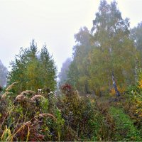 Осенний туман :: galina tihonova